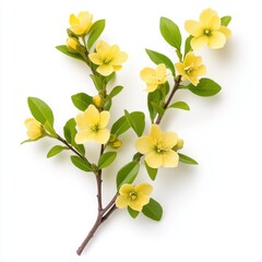 Fototapeta premium A delicate sprig of vibrant yellow flowers blossoms with tiny buds on slender green stems isolated against a pristine white background showcasing sptime beauty.