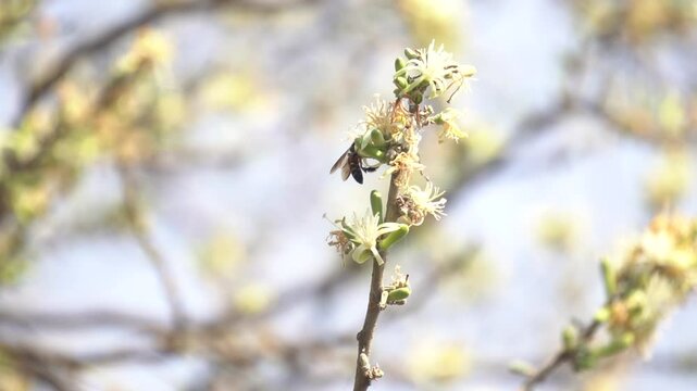 Sage-leaved Alangium is a small tree with fragrant white flowers, twisted branches, and medicinal uses in traditional Ayurvedic practices.