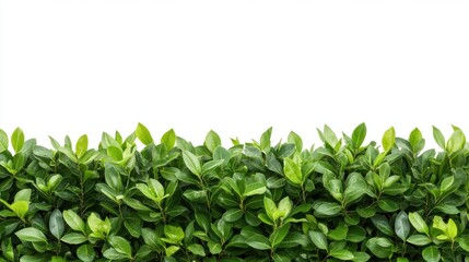 A vibrant green garden hedge bush isolated on a pure white background provides a lush and natural border perfect for design projects needing a fresh and lively element.