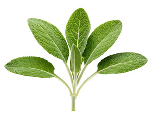 Obraz premium Fresh sage sprig isolated on white background