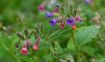 Beautiful close-up of pulmonaria officinalis