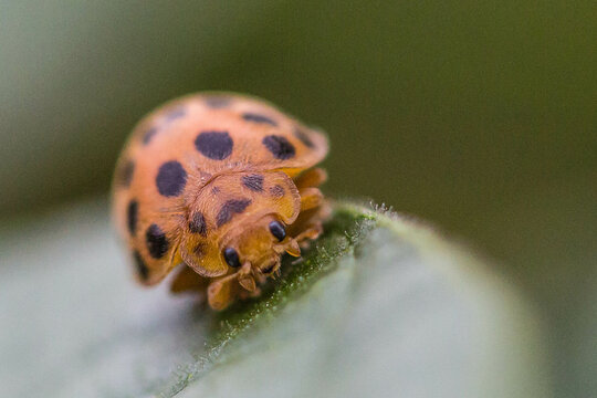 Black and orange ladybug on leaf