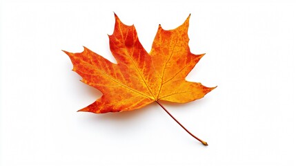 Vibrant Orange Autumn Fall Maple Leaf Isolated on White Background