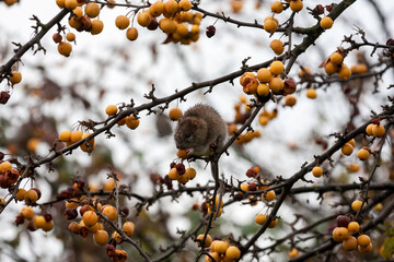 Brown Rat (Rattus norvegicus) feeding on fruit in a tree in autumn