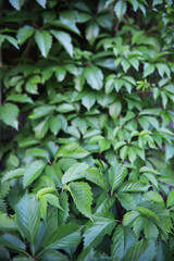 Lush Green Ivy Leaves in Natural Outdoor Garden Setting for Spring and Summer Stock Photography