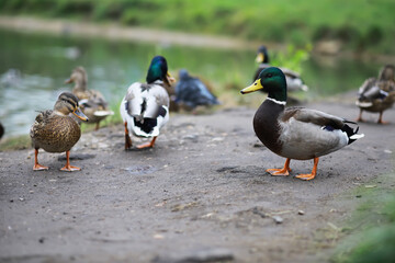 Group of Ducks Walking Near a Pond in a Green Park