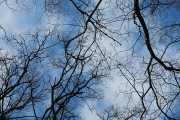 Winter Tree Branches Against Clear Blue Sky for Nature and Seasonal Photography