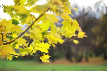 Close-Up of Vibrant Yellow Autumn Leaves on Tree Branch with Blurred Background