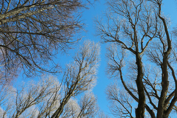 Frosty Winter Trees Against a Clear Blue Sky Captured from Below