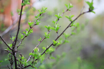 Macro View of Budding Tree Branches in Springtime with Soft Focus Background