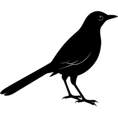 Mockingbird Silhouette vector illustration