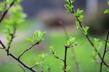 Close-Up of Spring Green Leaves Budding on Tree Branches Against Blurred Background