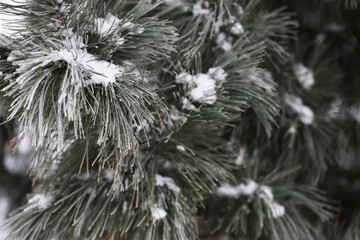 Snow-Dusted Pine Branches Close-Up in Winter - Tranquil Nature Background Photography