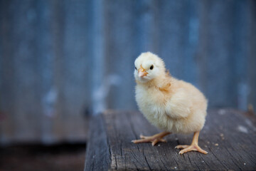 Day old chick with copy space