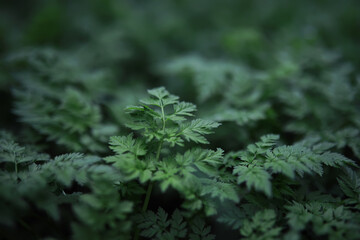 Close-Up of Lush Green Foliage: Nature's Intricate Leaf Patterns in Macro Photography