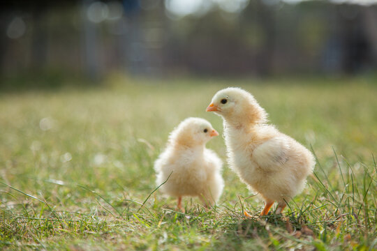 Cute pair of day old Buff Sussex chicks on the grass