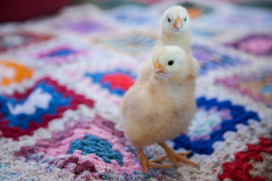 Yellow fluffy spring chicken on a crochet blanket