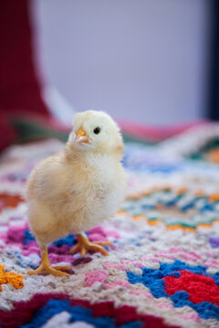Yellow fluffy spring chicken on a crochet blanket