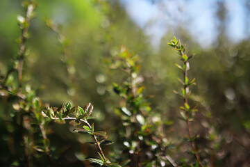 Close-Up Green Leaves on Sunny Day with Blurred Forest Background