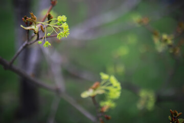 Close-Up of Fresh Spring Blossoms on Tree Branch with Blurred Green Background
