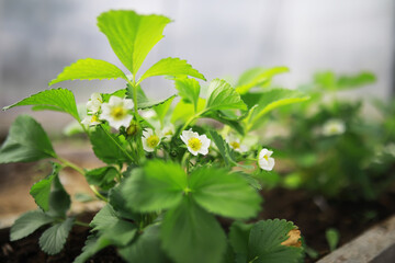 Close-Up of Blooming Strawberry Plants in Garden Bed