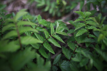 Close-Up of Fresh Green Foliage in Nature with Detailed Leaf Texture