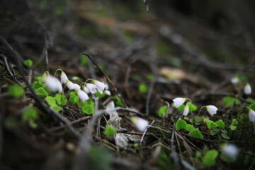 White Flowers and Green Leaves Amidst Twigs on Forest Floor - Nature and Wilderness Photography