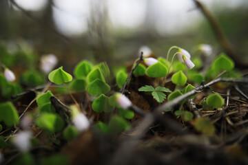 Close-Up of Delicate Forest Wildflowers with Dewdrops on Green Leaves in Early Morning Light