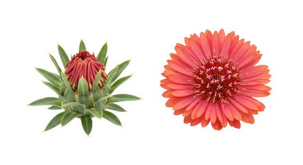 Safflower Bud and Bloom Side by Side Isolated White Background Vivid Color High-Resolution Flawless...