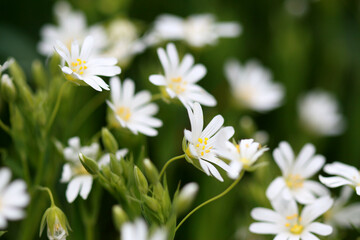 La Stellaire holost&eacute;e