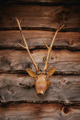 Rustic wooden deer head mounted on a cabin wall in a cozy, natural setting with rich textures and tones. Autumn hiking in Carpathian Mountains, Ukraine