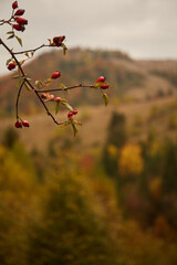 Vibrant red berries on branches against a backdrop of autumn mountains and foliage in a remote landscape. Autumn hiking in Carpathian Mountains, Ukraine