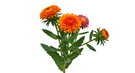 Fresh Safflower Plant Leaves Blooms Isolated White Background Crisp Realistic Clean Colorful Flower...