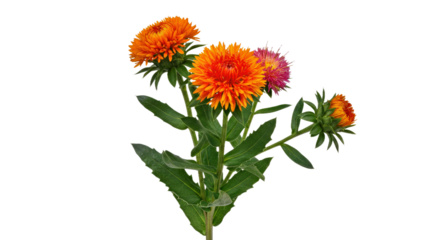 Fresh Safflower Plant Leaves Blooms Isolated White Background Crisp Realistic Clean Colorful Flower Detail