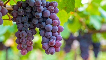 purple grape garden, close up