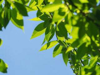 春の空に木の葉が輝く28