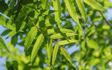 春の空に木の葉が輝く30