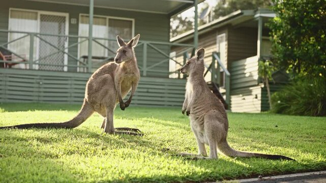Adorable kangaroos wander into a rural Australian village, standing bathed in sunlight on lush green lawns. These wild yet docile marsupials showcase the charming coexistence of wildlife