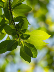 春の空に木の葉が輝く33