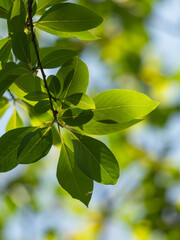 春の空に木の葉が輝く35