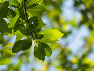 春の空に木の葉が輝く34