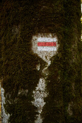 Moss-covered tree with trail marker spotted during an autumn hike in a dense forest setting. Autumn...