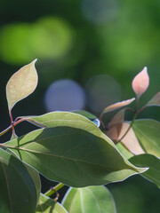 春の森　木の葉が輝く38