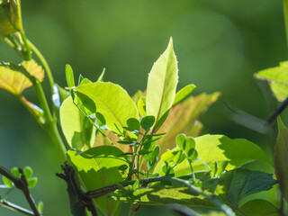 春の森　木の葉が輝く46