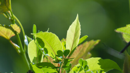 春の森　木の葉が輝く48
