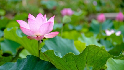  lotus on the pond, in the garden