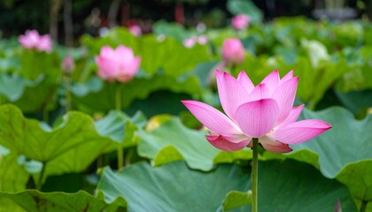 Obraz premium lotus on the pond, in the garden