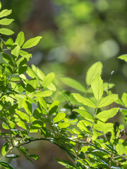春の森　木の葉が輝く58