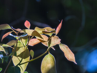 Obraz premium 春の森 木の葉が輝く61