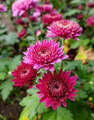 Chrysanthemum in the garden